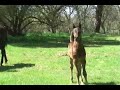 Midnight Jamaal - black arabian colt