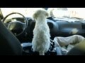 TO THE VET. (05/21/05) Day 28