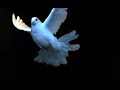 White dove
