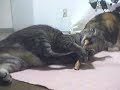 Cats drank too much Cats drank too much