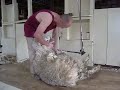 Sheep shearing Kaikoura Sheep shearing Kaikoura