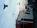 carzy movie (the king of bird) carzy movie (the king of bird)