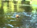 2010-05-25 | Airedale Terrier swimming may 2010 ~> We went to the River Dee in llangollen, where Felix when for a few a swims. staying at the www.thegreenbankhotel.com ()