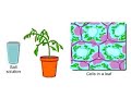 Plants and Osmosis