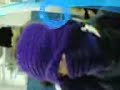 KAGASHI