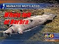 The Life of Barbra Manatee