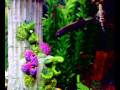 Mi antiguo acuario