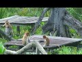 Proboscis Monkey Borneo Malaysia 2008