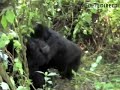 Perils of Mountain Gorilla Watching, Congo