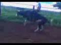 videos de Montaria.3gp