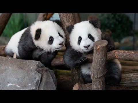 Berlin: Babypandas im Zoo auf Entdeckungstour