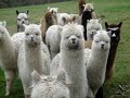 Alpaca Approach