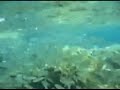 Snorkelling
