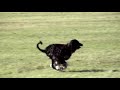 Faxon Lure Coursing