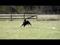 Afgano video