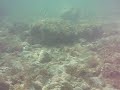 Prova Fotocamera Scafandrata e Pesca di una Seppia