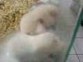 Street Fighter ( MoUsE ) Briga de Rua UFC Pride Luta Livre