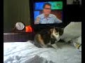 My Cute Cat 7 of 9 Chases her own tail and gets wild