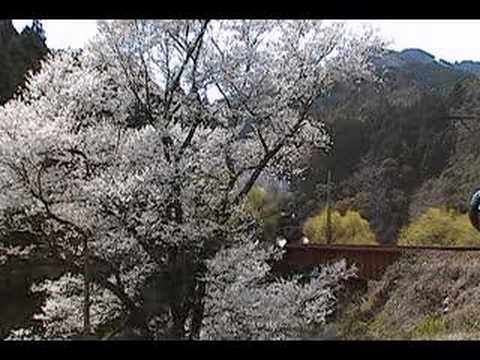 大井川鉄道　笹間川の彼岸桜③SL通過その２