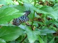 Beautiful butterfles Amami-oshima island リュウキュウアサギマダラ