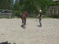 First time longing in trot