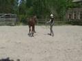 First time longing in trot