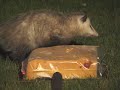 Awesome 'Possum 2! [Backyard Bag Feeder Project]