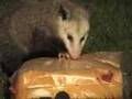 Possum Meat Video - "Awesome 'Possum 2! [Backyard Bag Feeder Project]"