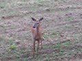 more fawn bleat responses more fawn bleat responses
