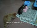 想吃的橘咪 vs 貪吃的咖咪((我家的虎斑金吉拉&黃金金吉拉))