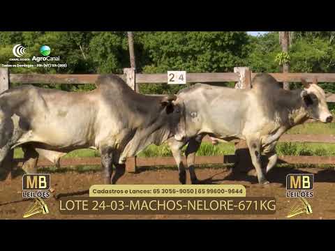 532� LEIL�O VIRTUAL MB LEIL�ES