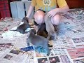 Pit Bull puppies,ADBA Registered Razors Edge Pit Bull puppies,ADBA Registered Razors Edge