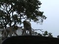Monkeys at 