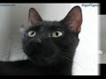Una de gatitos y perritos Una de gatitos y perritos