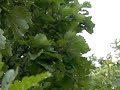 ウラジロミドリシジミなわばり飛翔その１(300fps)