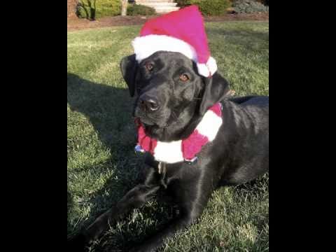 ★The 12 Dog Days of Christmas!★