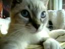 Bug Meister Kitten 5 months old Bug Meister Kitten 5 months old