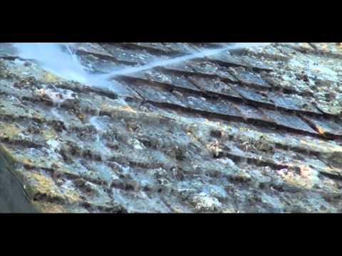 how to kill lichen fungus