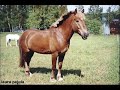 Hilsun kanssa tunnilla ja kisoissa.. :D kisoissa tais olla luokka 50-60cm. x) Ihka ensimmäiset estekisat oli noi. :D en muista vuotta.. x) Aika kauan sitten kumminkin! :DD
