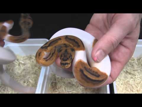 YouTube reptile video
