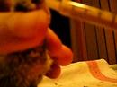 periquito dandole de comer