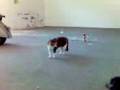 videos de ti doma l'uliva