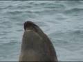 «Lobos marinos en Caleta Olivia -Sep08-1/4»