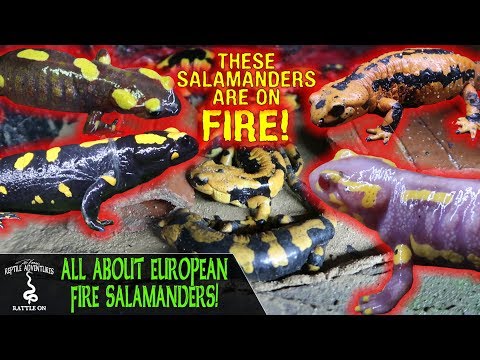 YouTube reptile video