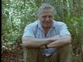Animal behaviour of the Australian bowerbird - David Attenborough - BBC