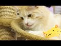 I liked a @YouTube video http://t.co/ohTapXMX Cat Cafe in Ikebukuro, Tokyo (ねこカフェ　池袋　東京)