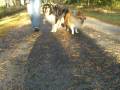 My dogs :*