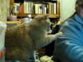 When Tiny feels as though she isn't getting enough attention, she very unobtrusively tries to tell me so.