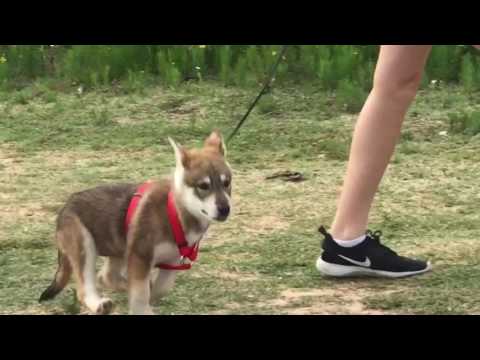 Ella Wolfdog puppy playing!