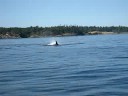 Whale Watching Tour Victoria (BC)